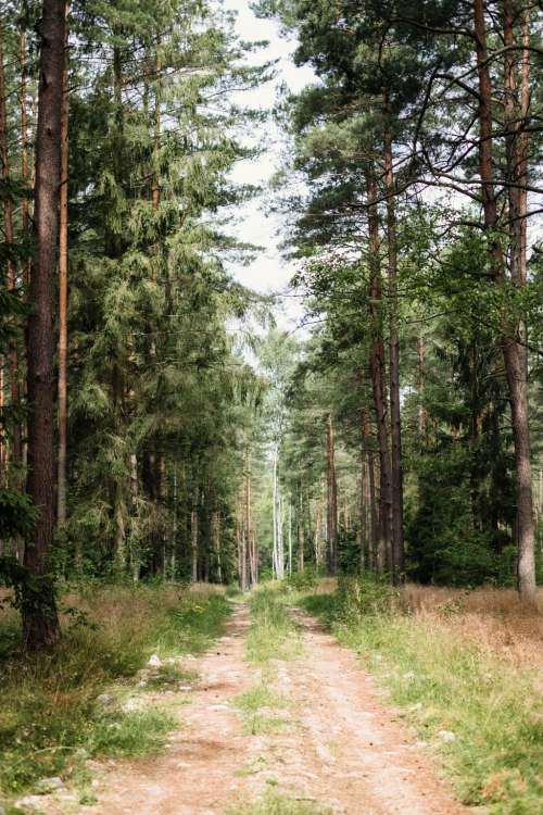 Dirt road leading through the forest