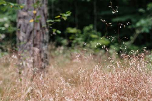Dried wild grass near the forest 3
