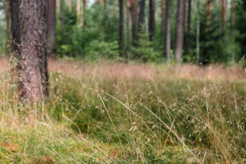 Dried wild grass near the forest 5