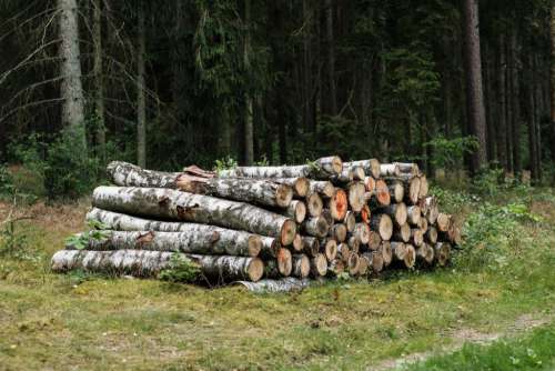 Cut wood logs stacked in the forest