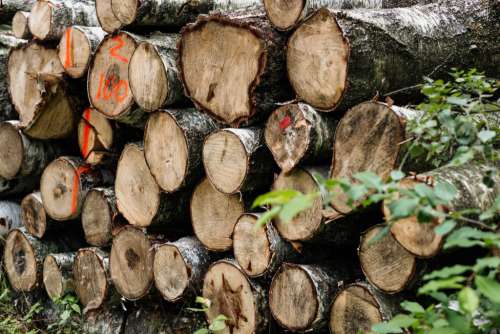 Cut wood logs stacked in the forest 3