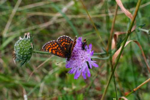 Butterfly and two soldier beetles on a purple flower