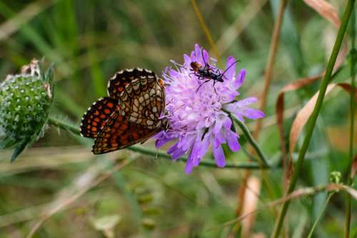 Butterfly and two soldier beetles on a purple flower 2