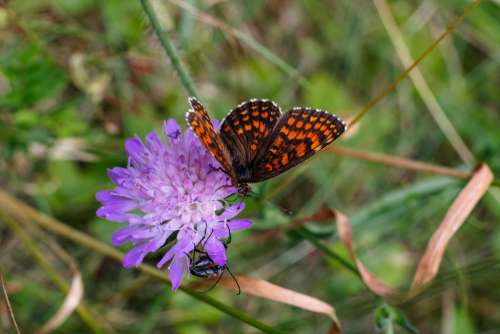Butterfly and two soldier beetles on a purple flower 3