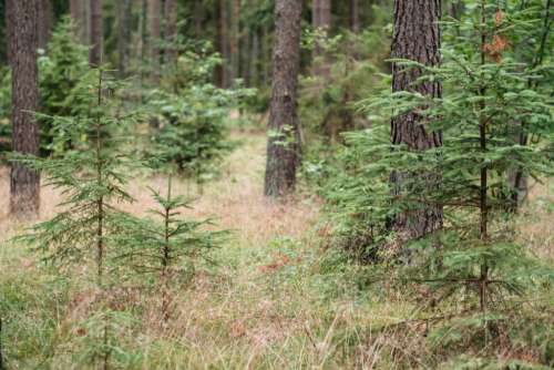 Small spruce trees in the forest