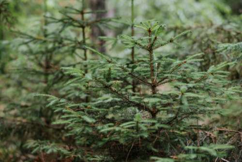 Small spruce trees in the forest 3