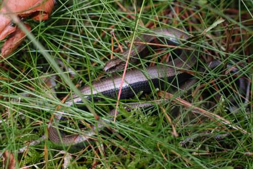Slowworm legless lizard 3