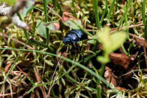 Purple blue dung beetle on the forest floor 2