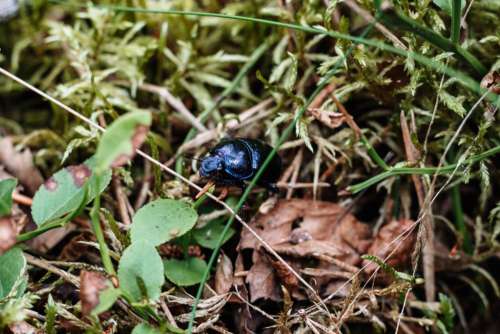 Purple blue dung beetle on the forest floor 3
