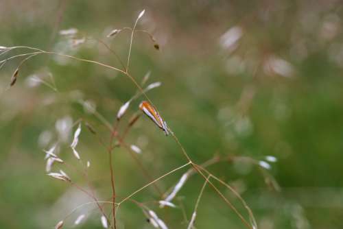 Common grass-veneer moth