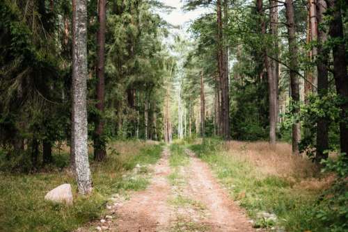 Dirt road leading through the forest 2