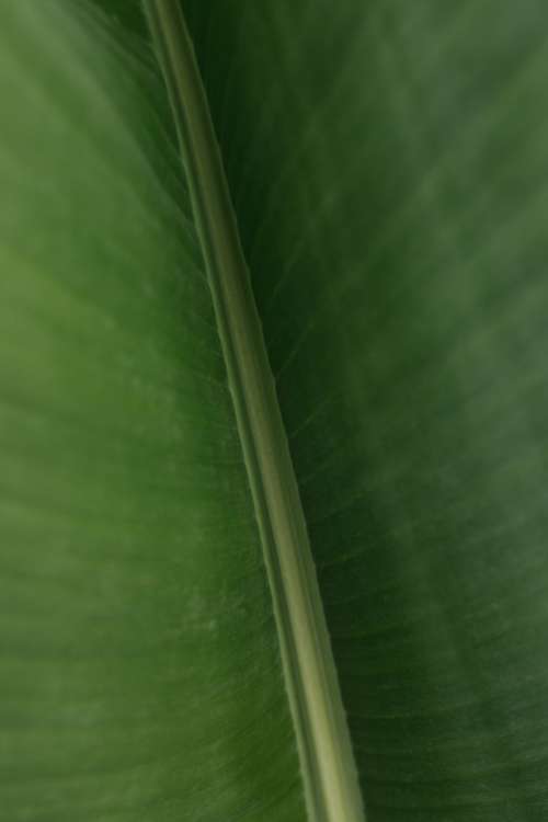 Banana Green Leaf Backgrounds