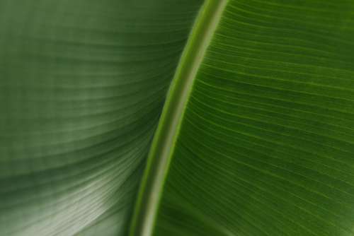 Banana Green Leaf Backgrounds