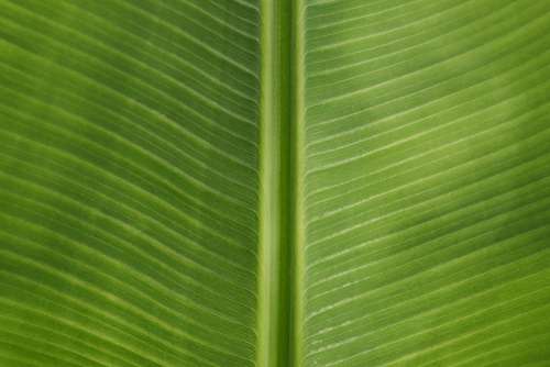 Banana Green Leaf Backgrounds