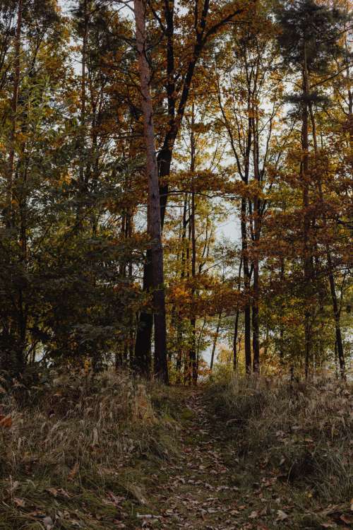 Autumn colors in the afternoon light