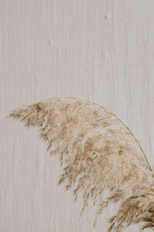 Brown vase with pampas grass