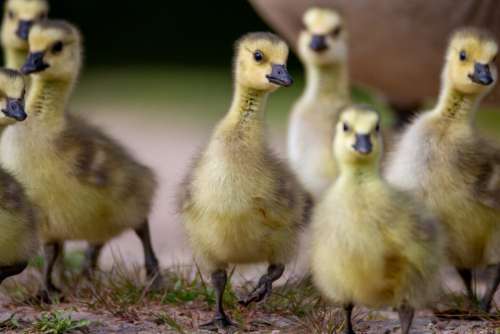 Baby Ducklings Animal No Cost Stock Image