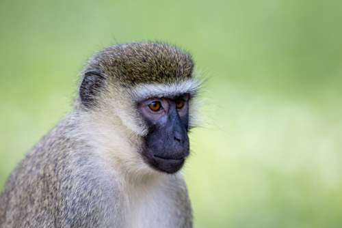 Monkey Portrait Animal No Cost Stock Image
