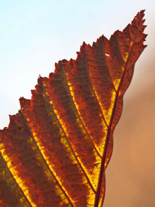 Leaf Texture Background No Cost Stock Image