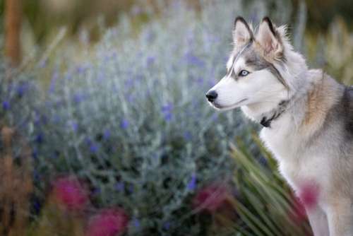 Husky Animal Dog No Cost Stock Image