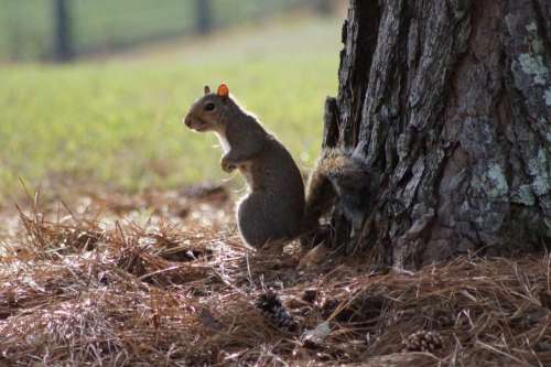 Squirrel Animal Nature No Cost Stock Image