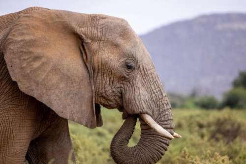 Elephant Animal Mammal No Cost Stock Image
