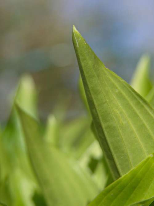 Plant Leaves Close No Cost Stock Image