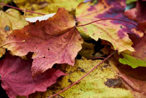 Autumn Leaves Background No Cost Stock Image