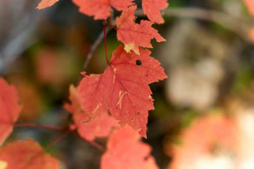 Foliage Fall Leaves No Cost Stock Image