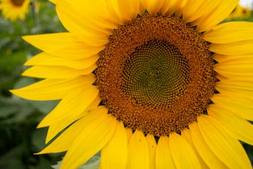 Flora Sunflower Flower No Cost Stock Image