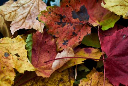 Leaves Autumn Background No Cost Stock Image