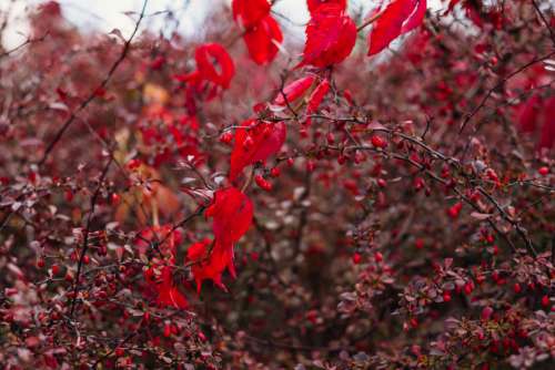 Autumn barberry and red ivy