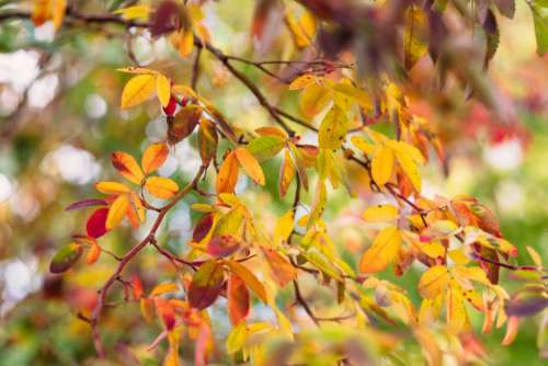 Colourful autumn rosehip leaves