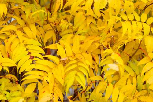 Yellow autumn false spirea leaves