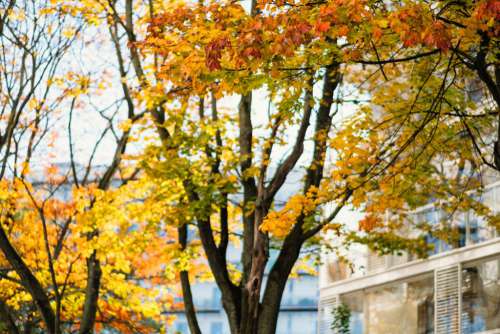 Colourful autumn maple trees