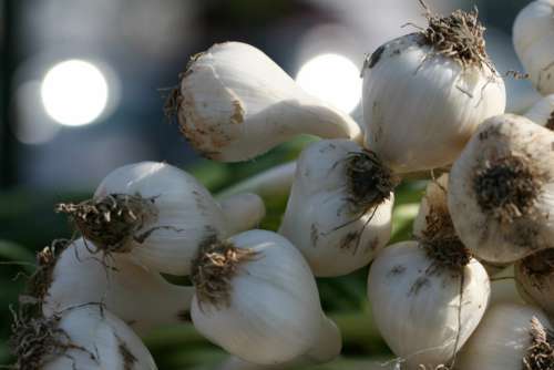 Garlic Fresh Ingredient No Cost Stock Image