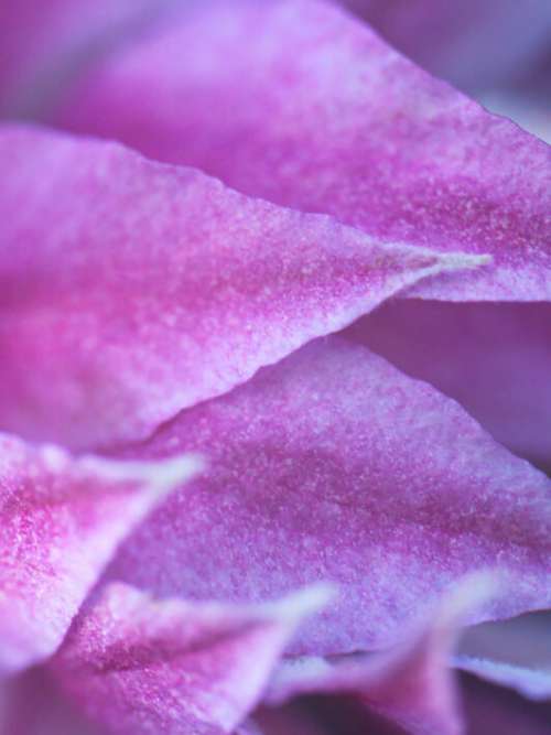 Abstract Purple Nature No Cost Stock Image