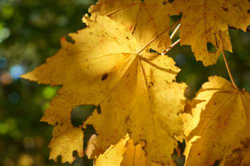 Leaf Autumn Fall No Cost Stock Image