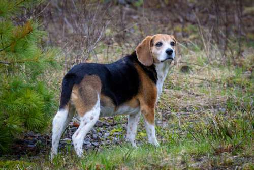 Beagle Dog Pet No Cost Stock Image