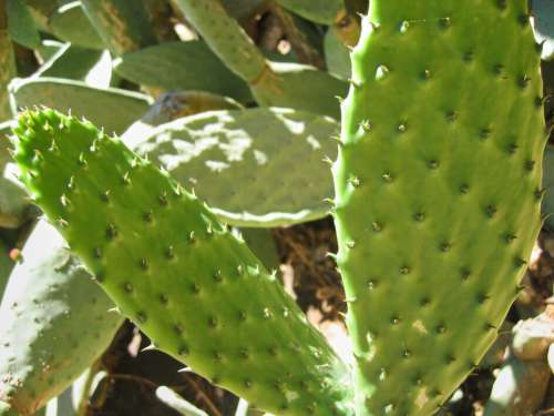 Cactus Plant Nature No Cost Stock Image