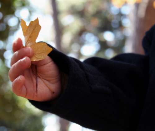 Nature Leaf Child No Cost Stock Image