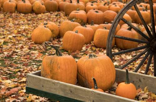 Fall Pumpkins Background No Cost Stock Image