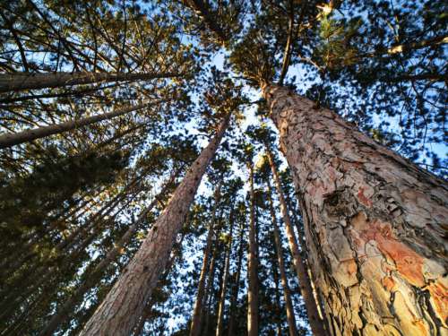 Tall Tree Forest No Cost Stock Image
