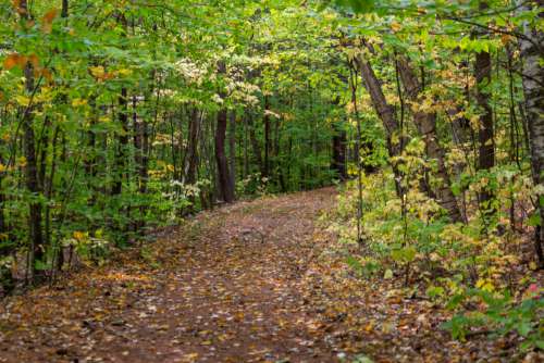 Autumn Woods Nature No Cost Stock Image