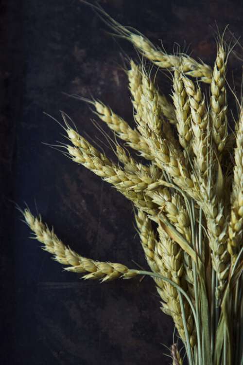 Light Wheat Background No Cost Stock Image