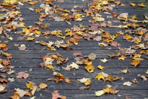 Fall Leaves Wood No Cost Stock Image