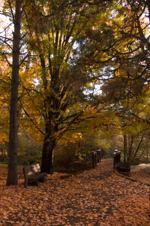 Autumn Path Nature No Cost Stock Image