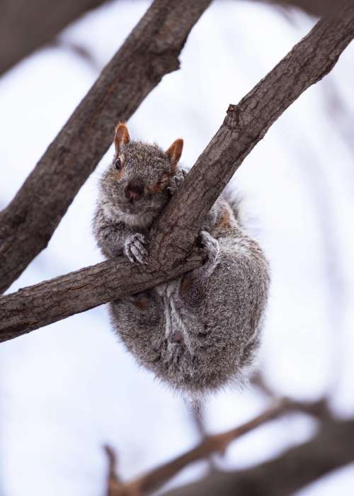 Écureuil gris