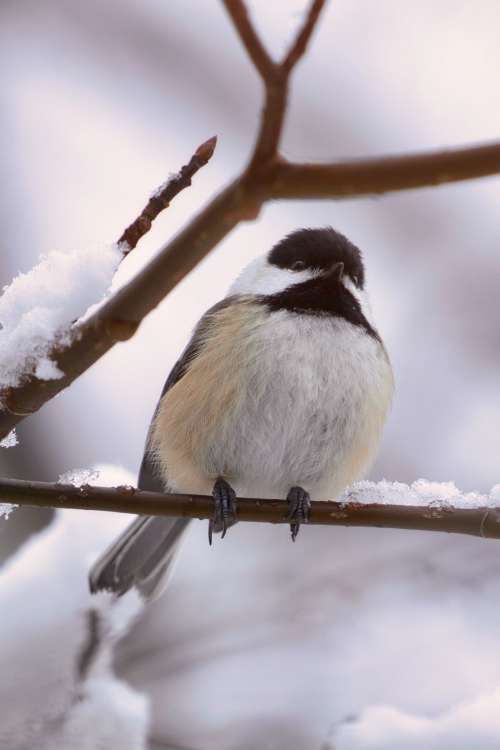 Mésange à tête noire