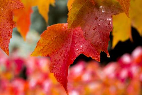 Leaf Autumn Nature No Cost Stock Image